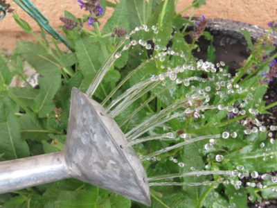 waterpot watering 1